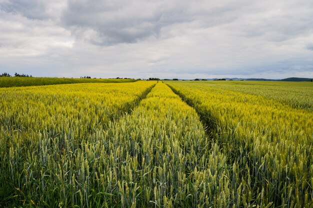 Belle photo d'un champ près de la route en Allemagne