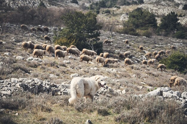 Belle photo d'un chien et d'un troupeau de moutons dans l'arrière-pays de la Côte d'Azur