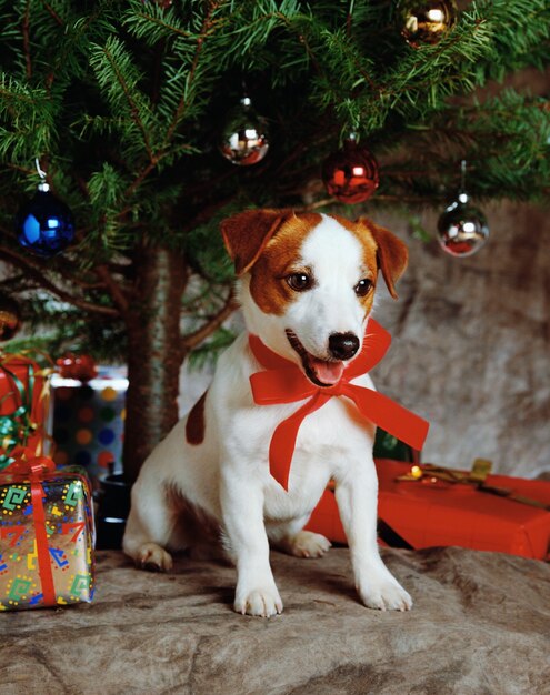 Belle photo d'un chiot mignon portant un ruban rouge avec des cadeaux et un arbre de Noël