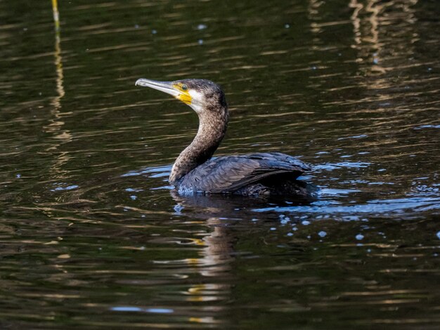 Belle photo de cormoran japonais nageant sur le lac