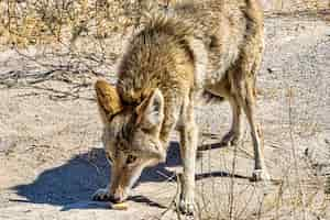 Photo gratuite belle photo d'un coyote sentant la nourriture sur le sol pendant la journée