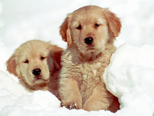 Belle photo de deux chiots Golden Retriever assis sur la neige