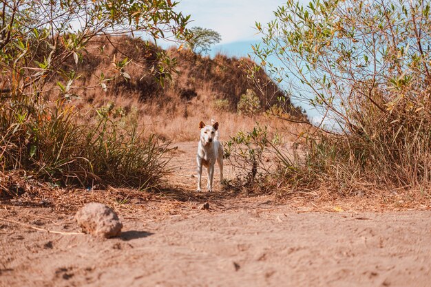 Belle photo de Dingo regardant vers la caméra sur le terrain