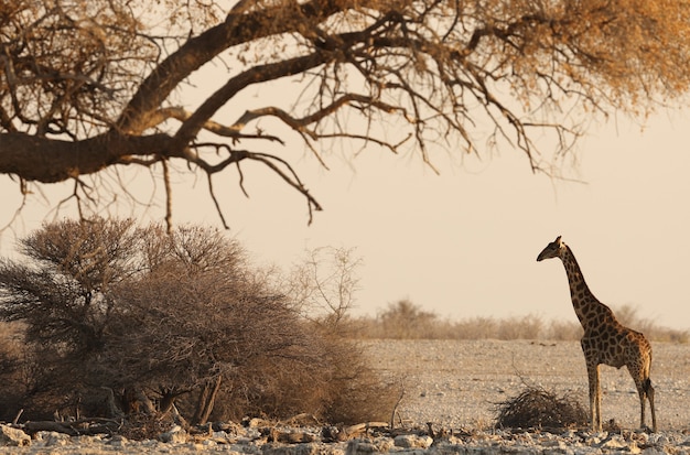 Belle photo dramatique d'un paysage de safari avec une girafe debout sous un arbre séché