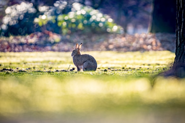 Photo gratuite belle photo du lapin sur l'herbe dans le domaine par une journée ensoleillée