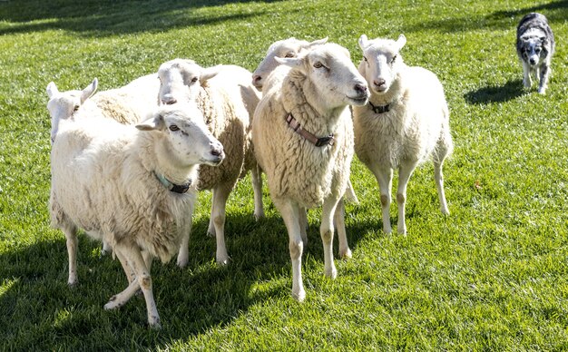 Belle photo du mouton et d'un chien sur l'herbe dans le domaine par une journée ensoleillée