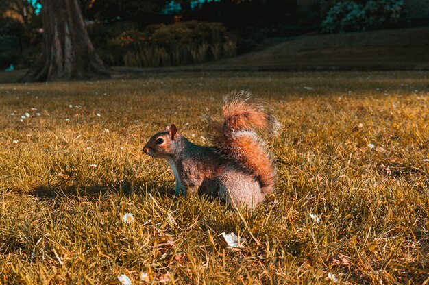 Belle photo d'un écureuil brun dans les champs