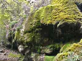 Photo gratuite belle photo d'une énorme formation rocheuse couverte de mousse dans la forêt