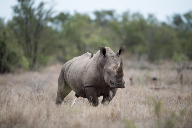 Belle photo d'un énorme rhinocéros avec un arrière-plan flou