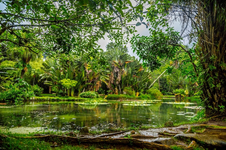 Photo gratuit belle photo d'un étang au milieu d'une forêt