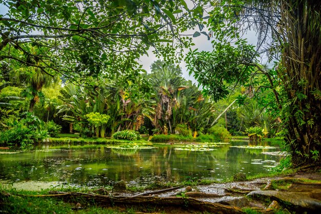 Belle photo d'un étang au milieu d'une forêt