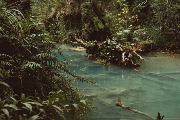 Une belle photo d'un étang entouré d'arbres et de plantes