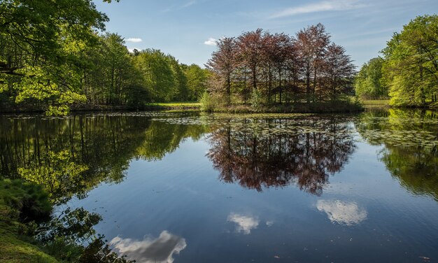 Belle photo d'un étang entouré d'arbres verts sous un ciel bleu