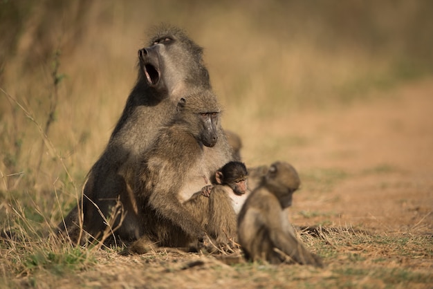 Belle photo d'une famille de babouin reposant sur le sol