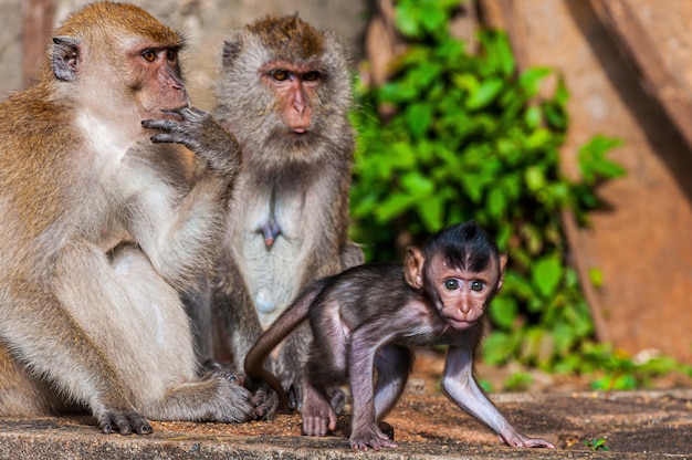 Belle photo d'une famille de singes avec mère, père et bébé singes
