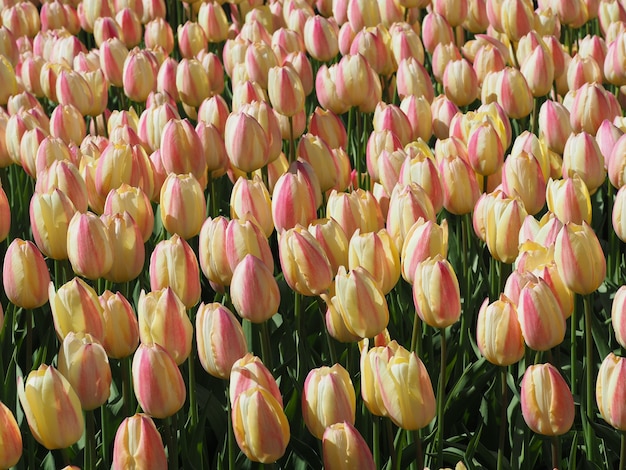 Belle photo de fascinantes plantes à fleurs Tulipa Sprengeri au milieu du champ