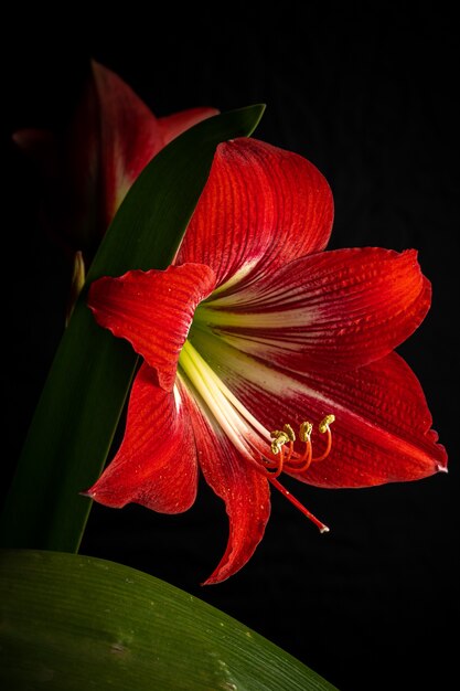 Belle photo d'une fleur de lys rouge en fleurs isolée