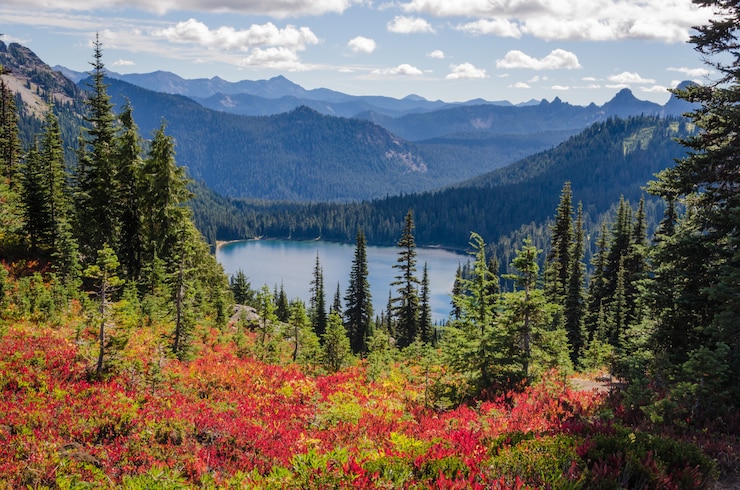 Photo gratuit belle photo de fleurs rouges près d'arbres verts avec des montagnes boisées au loin