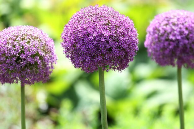 Belle photo des fleurs de verveine violette dans les jardins botaniques royaux en été