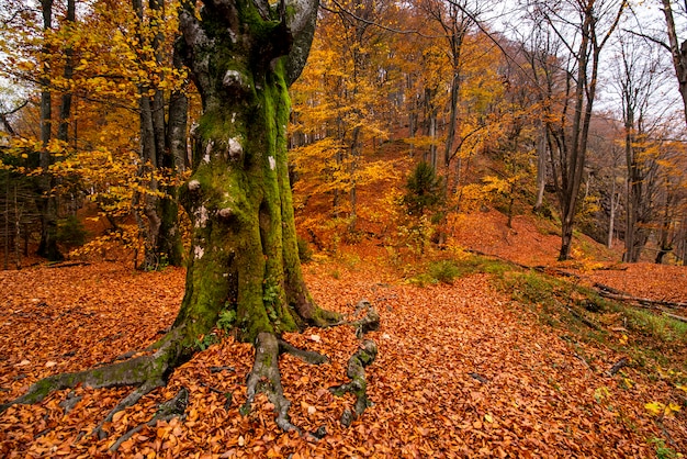 Belle photo d'une forêt dans le parc national des lacs de Plitvice en Croatie
