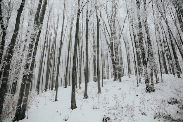 Belle photo d'une forêt avec de grands arbres nus couverts de neige dans une forêt