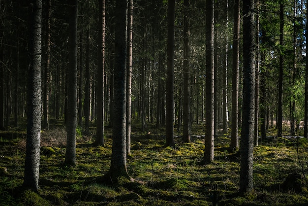 Belle photo d'une forêt avec de grands arbres verts avec le soleil qui brille à travers les branches