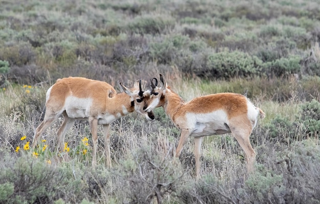 Belle photo de gazelles broutant dans le pré avec de grandes plantes