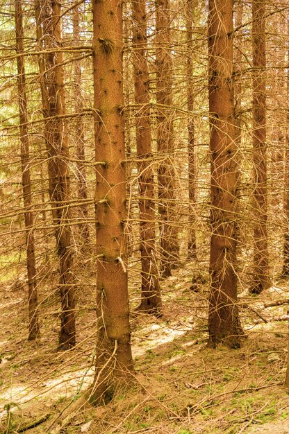 Belle photo de grands arbres nus dans la forêt en automne