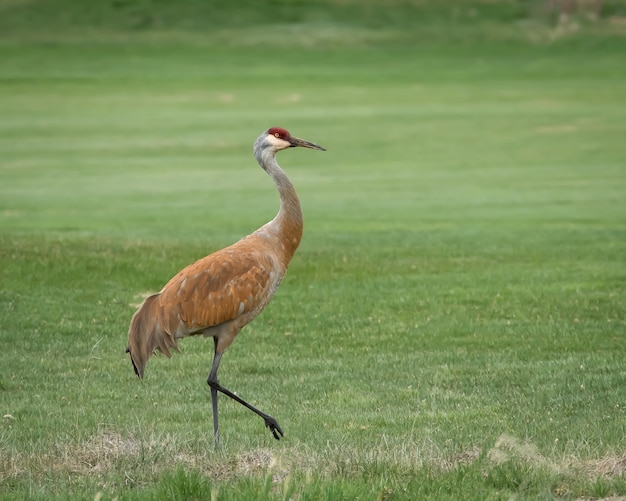 Belle photo d'une grue du Canada brune sur le terrain pendant la journée