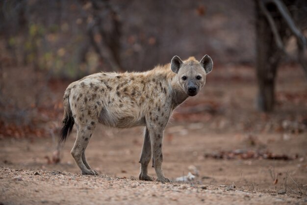 Belle photo d'une hyène tachetée debout sur le sol