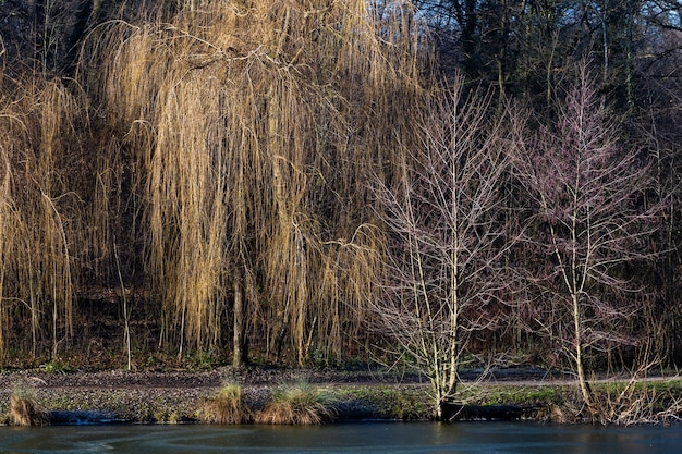 Photo gratuite belle photo d'un lac avec des arbres dans le parc forestier de maksimir à zagreb, croatie pendant la journée