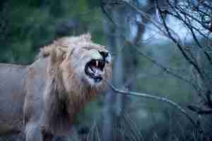 Photo gratuite belle photo d'un lion mâle rugissant avec un arrière-plan flou