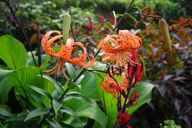 Belle photo de lys tigres dans la forêt entourée de différents types de plantes