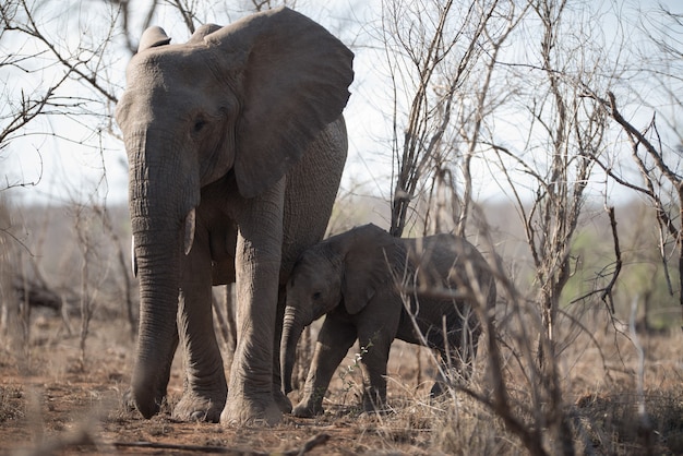 Photo gratuite belle photo d'une mère éléphant et son bébé marchant ensemble