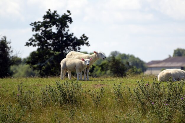 Belle photo d'une mère mouton avec ses bébés