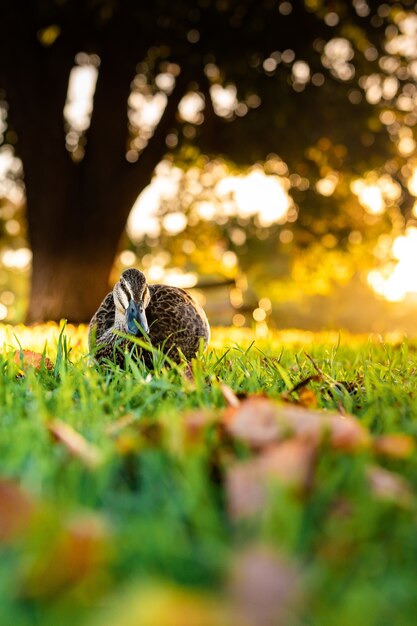 Belle photo d'un mignon canard colvert marchant sur l'herbe