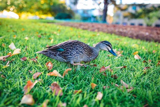 Belle photo d'un mignon canard colvert marchant sur l'herbe