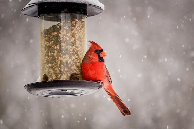 Belle photo d'un mignon oiseau cardinal nordique un jour d'hiver