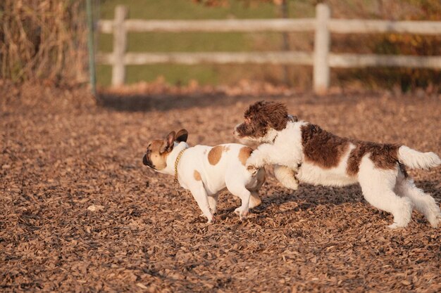 Belle photo de mignons chiens moelleux jouant au tag dans un parc à chiens