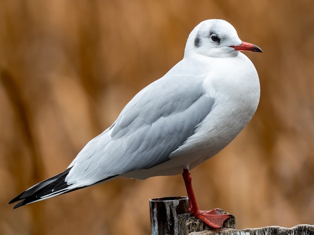 Photo gratuite belle photo d'un oiseau blanc debout sur une clôture en bois