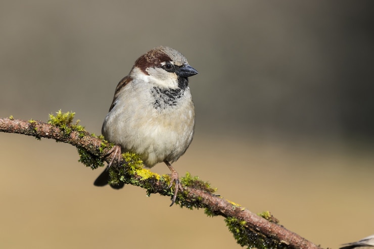 Photo gratuit belle photo d'un oiseau moineau domestique sur la branche d'un arbre dans la forêt