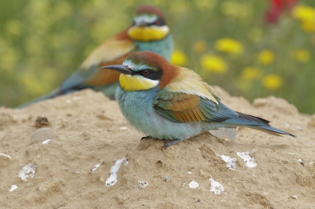 Belle photo d'oiseaux guêpiers d'Europe perchés sur un rocher dans la forêt