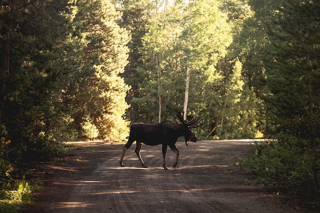 Belle photo d'un orignal ou d'un wapiti sur une route près des bois