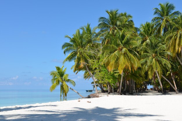 Belle photo de palmiers sur une île tropicale avec un ciel bleu clair