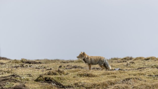 Belle photo d'un renard des sables tibétain dans un environnement aride