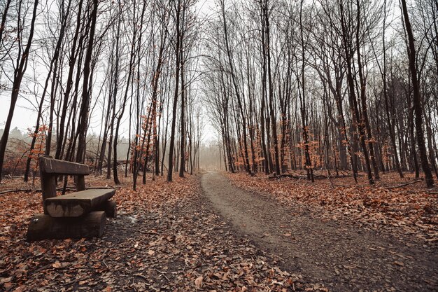 Belle photo d'une route forestière avec un ciel sombre