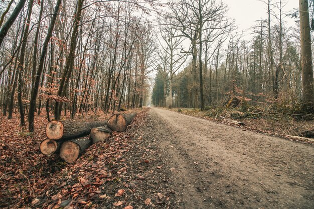 Belle photo d'une route forestière avec un ciel sombre