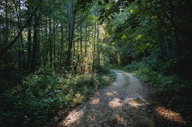 Belle photo d'une route forestière entourée de verdure