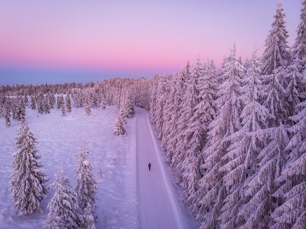 Belle photo d'une route et d'une forêt pleine de pins couverts de neige au coucher du soleil
