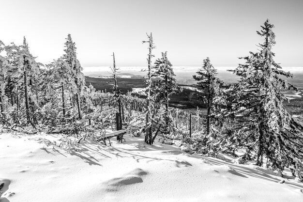 Belle photo des sapins couverts de neige dans la forêt avec le ciel clair